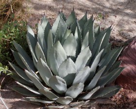 Palmer agave, Agave palmeri, etnobotanika